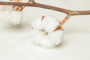  Hassas beyaz pamuklu çiçek şube.