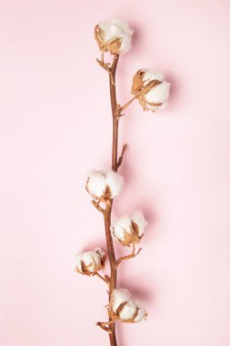  Hassas beyaz pamuklu çiçek şube.