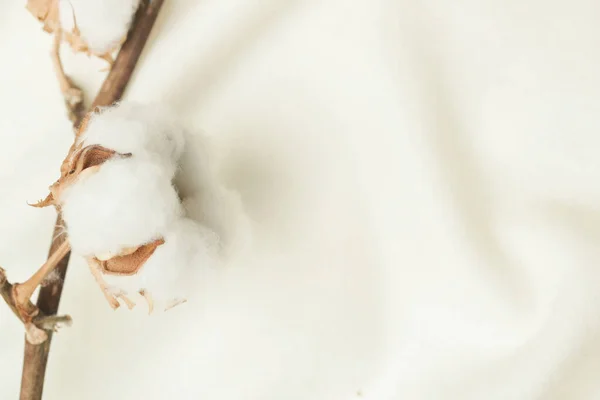 繊細な白い綿の花支店 — ストック写真