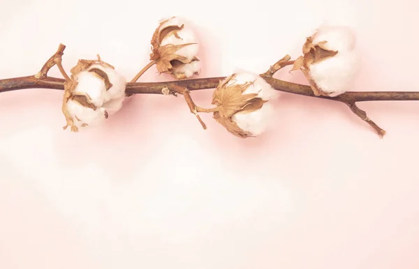 Jemné Bílé Bavlněné Květiny Větev — Stock fotografie