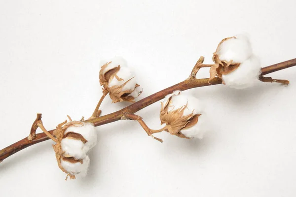 Λεπτή Λευκή Βαμβακερή Άνθη Υποκατάστημα — Φωτογραφία Αρχείου