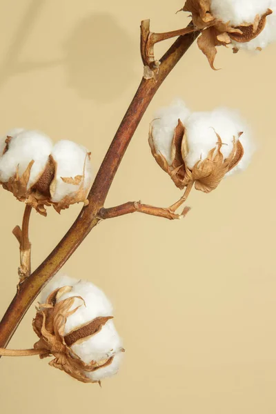 Zarte Weiße Baumwollblüten Zweig — Stockfoto