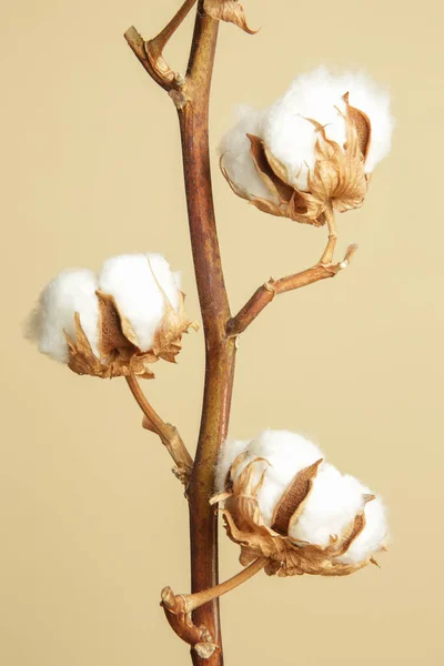 精致的白色棉花花分公司 — 图库照片