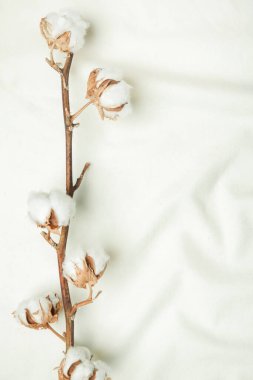  Hassas beyaz pamuklu çiçek şube.