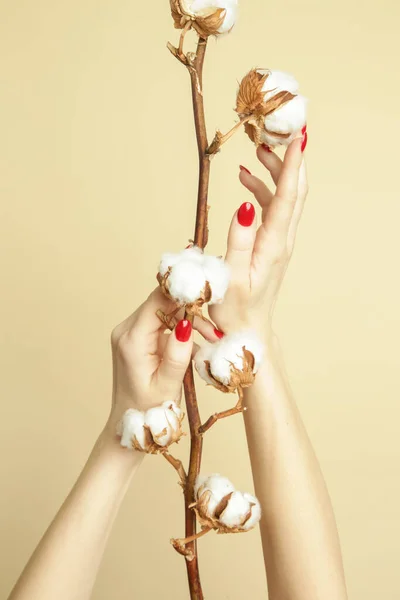 繊細な白い綿の花支店 — ストック写真