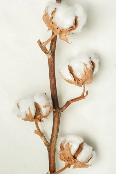Fijne Witte Katoenen Bloemen Tak — Stockfoto