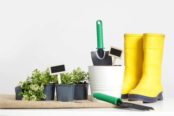 Ferramentas Jardinagem Plantas Flores Vasos Pequenos Prontos Para Transplante Tiro — Fotografia de Stock