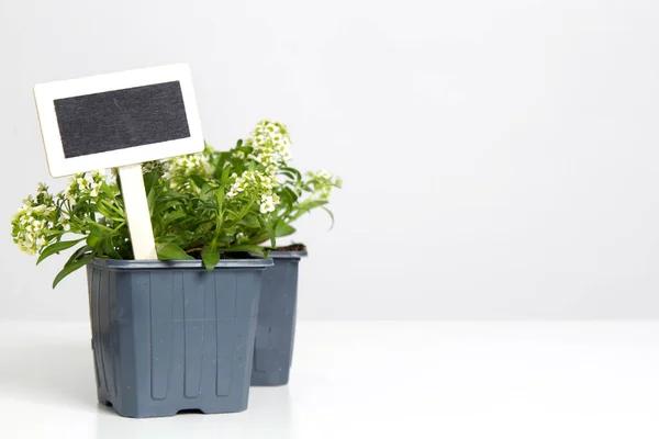 花の鍋に空白の木製の庭の植物タグ — ストック写真