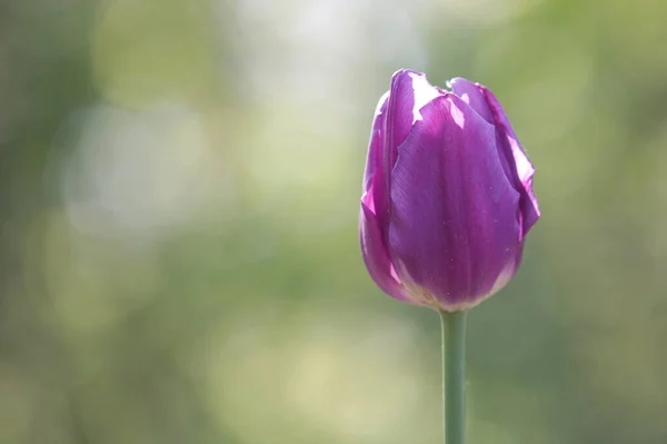 Красивий Рожевий Тюльпан Парку Зеленим Фоном Боке — стокове фото