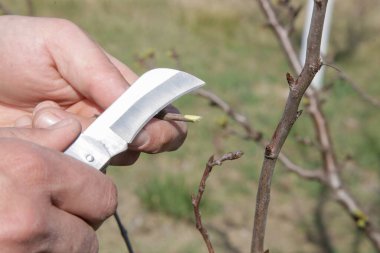 Meyve bahçesindeki çiftçi grefti.. 