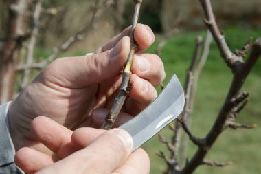 Meyve bahçesindeki çiftçi grefti.. 