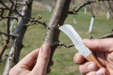 Meyve bahçesindeki çiftçi grefti.. 