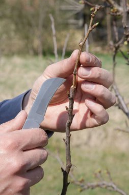 Meyve bahçesindeki çiftçi grefti.. 