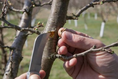 Meyve bahçesindeki çiftçi grefti.. 