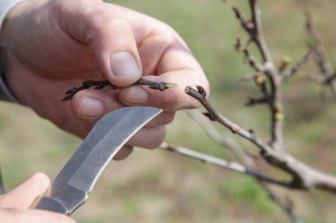 Meyve bahçesindeki çiftçi grefti..