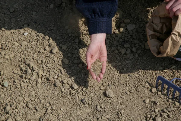 Fűmag Kézben Füvet Ültetek Vetés Gyep Termesztés Folyamata Fotók Sorozata — Stock Fotó