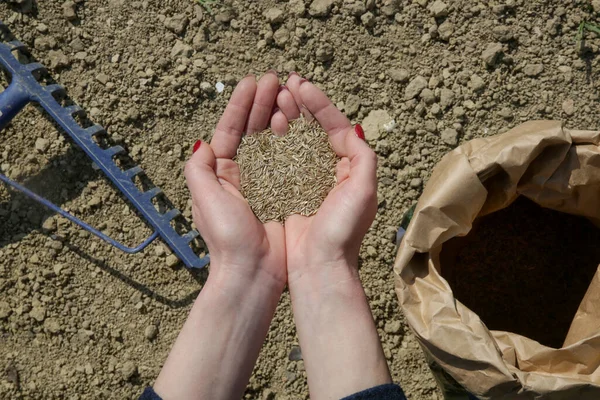 Grassamen Der Hand Gras Pflanzen Prozess Der Aussaat Und Des — Stockfoto