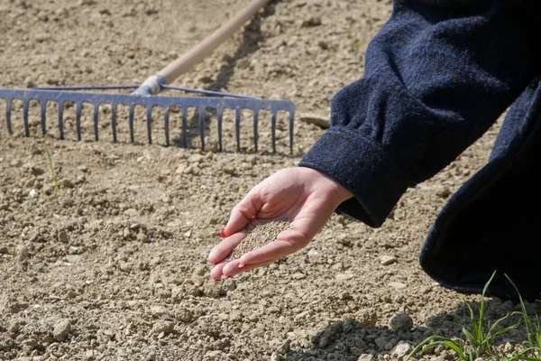 Benih Rumput Hand Planting Rumput Proses Penaburan Dan Menumbuhkan Rumput — Stok Foto