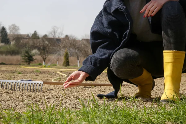 Semilla Hierba Mano Plantando Hierba Proceso Siembra Cultivo Del Césped — Foto de Stock