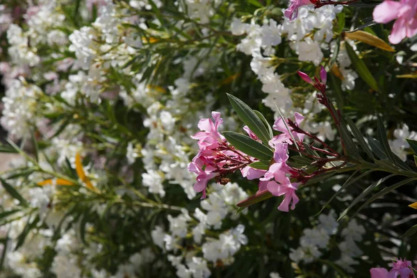 Bloemenstruik Volle Bloei — Stockfoto