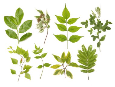 Botanik koleksiyonu. Yeşil yapraklı bahçe dalları. Dekoratif doğal tasarım elementleri.