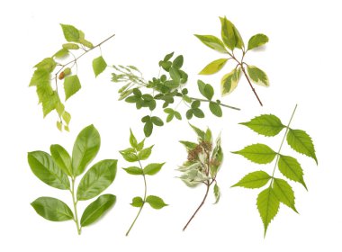 Botanik koleksiyonu. Yeşil yapraklı bahçe dalları. Dekoratif doğal tasarım elementleri.