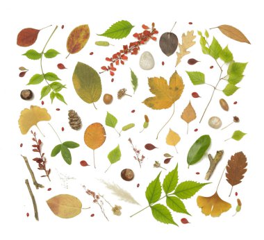 Orman elementleri koleksiyonu. Çeşitli elementlerin bileşimi: yaprak, dal, ağaç kabuğu, koni, kestane ve taşlar. Beyaz arkaplanda izole edilmiş doğal tasarım unsurları.