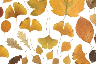 Beyaz arka planda izole edilmiş çeşitli kurumuş sonbahar yaprakları koleksiyonu