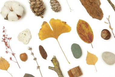 Sonbahar elementleri koleksiyonu. Çeşitli elementlerle sonbahar mevsimsel kompozisyonu: yapraklar, dallar, kabuklar, koniler, kestane ve taşlar. Beyaz arkaplanda izole edilmiş elemets tasarımı.
