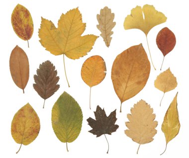Beyaz arka planda izole edilmiş çeşitli kurumuş sonbahar yaprakları koleksiyonu