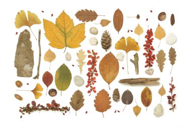 Sonbahar elementleri koleksiyonu. Çeşitli elementlerle sonbahar mevsimsel kompozisyonu: yapraklar, dallar, kabuklar, koniler, kestane ve taşlar. Beyaz arkaplanda izole edilmiş elemets tasarımı.