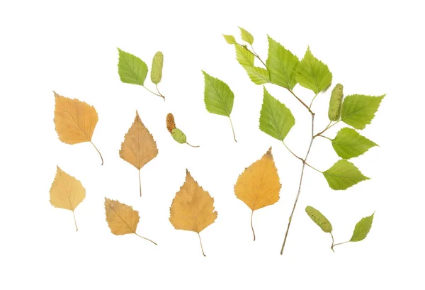 Birkenblätter Wechseln Von Grün Herbstgelb — Stockfoto