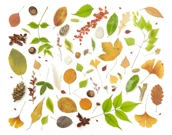 Forest elements collection. Composition with various elements: leaves, twigs, bark, cones, chestnut and stones. Natural design elements isolated on white background.