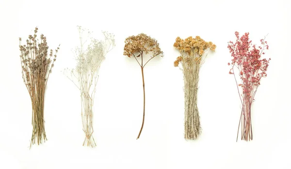 Getrocknete Kräuter Gras Und Zweige Natürliche Dekorative Elemente Isoliert Auf — Stockfoto