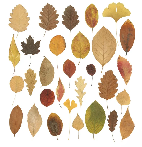 Gyűjteménye Gyönyörű Különböző Szárított Őszi Levelek Elszigetelt Fehér Alapon — Stock Fotó