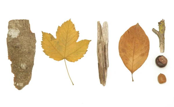 Autumn Elements Collection Autumn Seasonal Composition Various Elements Leaves Twigs — Stock Photo, Image