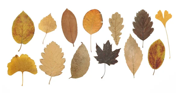 Colección Hermosas Hojas Secas Otoño Varias Aisladas Sobre Fondo Blanco — Foto de Stock