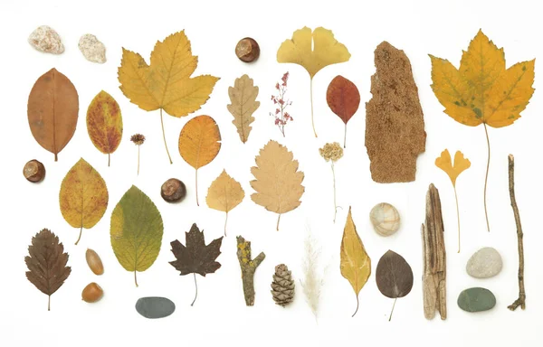 秋天元素的集合 秋天的季节组成与各种元素 栗子和石子 基于白色背景的设计小精灵 — 图库照片