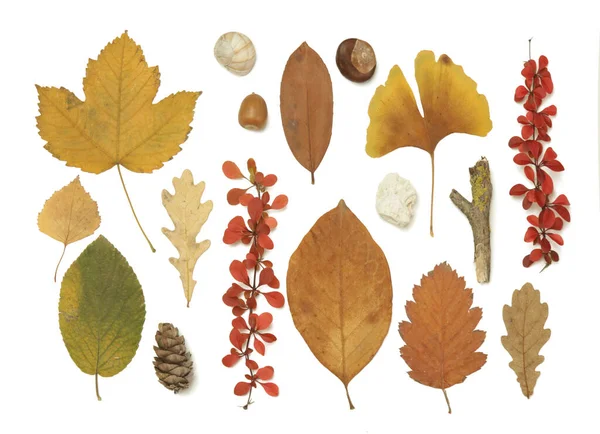 秋の要素コレクション コーン 石などのさまざまな要素を持つ秋の季節の組成物 白を基調としたデザイン要素 — ストック写真