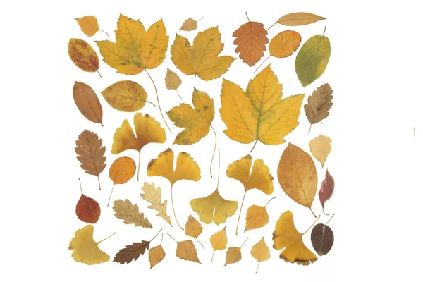 Gyűjteménye Gyönyörű Különböző Szárított Őszi Levelek Elszigetelt Fehér Alapon — Stock Fotó