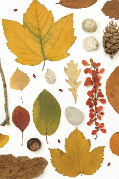 Autumn Elements Collection Autumn Seasonal Composition Various Elements Leaves Twigs — Stock Photo, Image