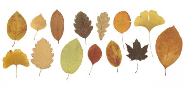 Beyaz arka planda izole edilmiş çeşitli kurumuş sonbahar yaprakları koleksiyonu