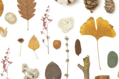 Sonbahar elementleri koleksiyonu. Çeşitli elementlerle sonbahar mevsimsel kompozisyonu: yapraklar, dallar, kabuklar, koniler, kestane ve taşlar. Beyaz arkaplanda izole edilmiş elemets tasarımı.