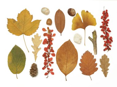 Sonbahar elementleri koleksiyonu. Çeşitli elementlerle sonbahar mevsimsel kompozisyonu: yapraklar, dallar, kabuklar, koniler, kestane ve taşlar. Beyaz arkaplanda izole edilmiş elemets tasarımı.