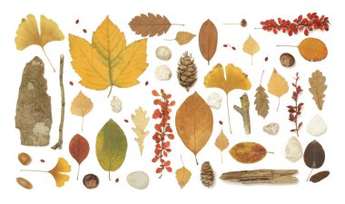 Sonbahar elementleri koleksiyonu. Çeşitli elementlerle sonbahar mevsimsel kompozisyonu: yapraklar, dallar, kabuklar, koniler, kestane ve taşlar. Beyaz arkaplanda izole edilmiş elemets tasarımı.