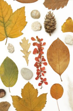 Sonbahar elementleri koleksiyonu. Çeşitli elementlerle sonbahar mevsimsel kompozisyonu: yapraklar, dallar, kabuklar, koniler, kestane ve taşlar. Beyaz arkaplanda izole edilmiş elemets tasarımı.