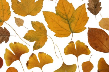 Beyaz arka planda izole edilmiş çeşitli kurumuş sonbahar yaprakları koleksiyonu