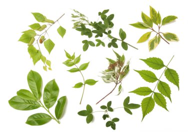 Botanik koleksiyonu. Yeşil yapraklı bahçe dalları. Dekoratif doğal tasarım elementleri.