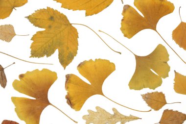 Beyaz arka planda izole edilmiş çeşitli kurumuş sonbahar yaprakları koleksiyonu