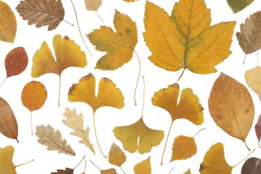 Beyaz arka planda izole edilmiş çeşitli kurumuş sonbahar yaprakları koleksiyonu